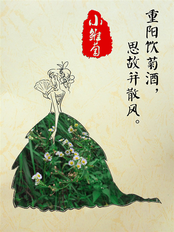 小雏菊