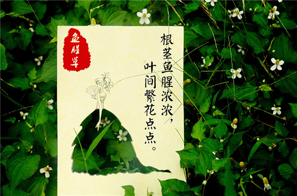 鱼腥草