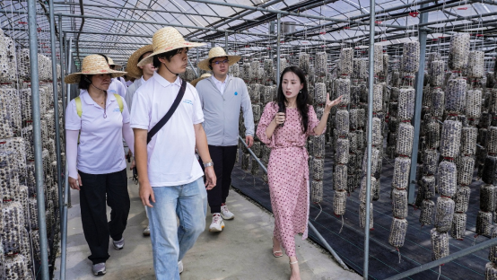 实践队调研金米村木耳吊袋种植