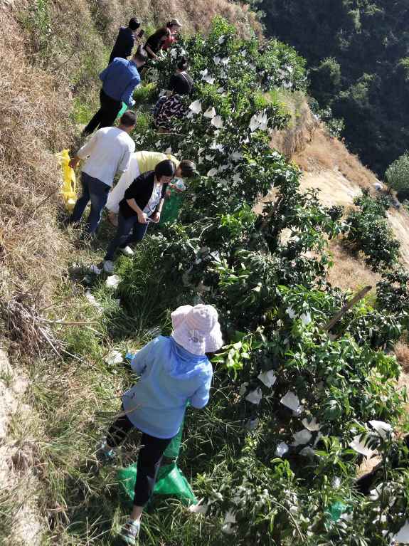 图4 在桔柚种植园践行劳动教育.jpg