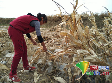 福州大学研究生支教团成员帮学生杨晓燕掰玉米棒子。肖鹏 摄