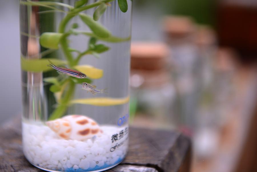 （社会）（3）福州大学生发明微生态鱼瓶实现微创业