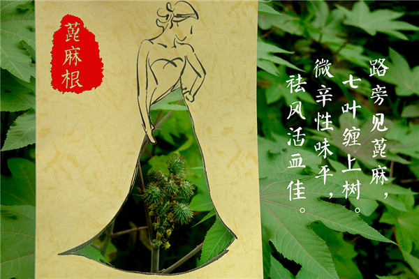 蓖麻根